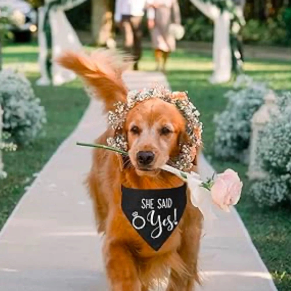 Dog Bandana Black White She Said Yes Collar Engagement Wedding Pictures L NWT